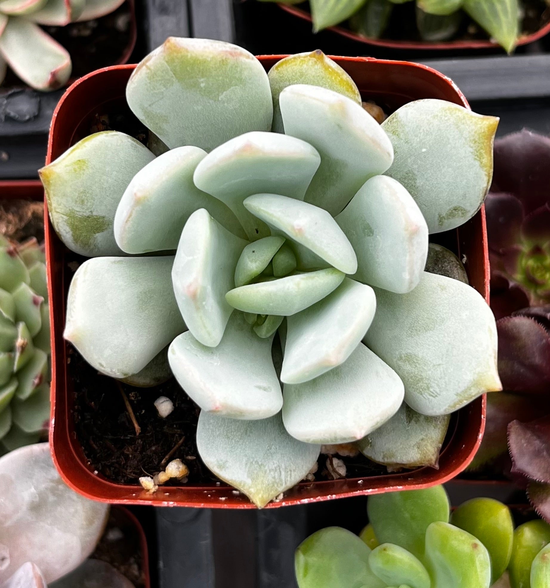 philodendron splendid vs verrucosum Philodendron Splendid | Verrucosum x melanochrysum hybrid