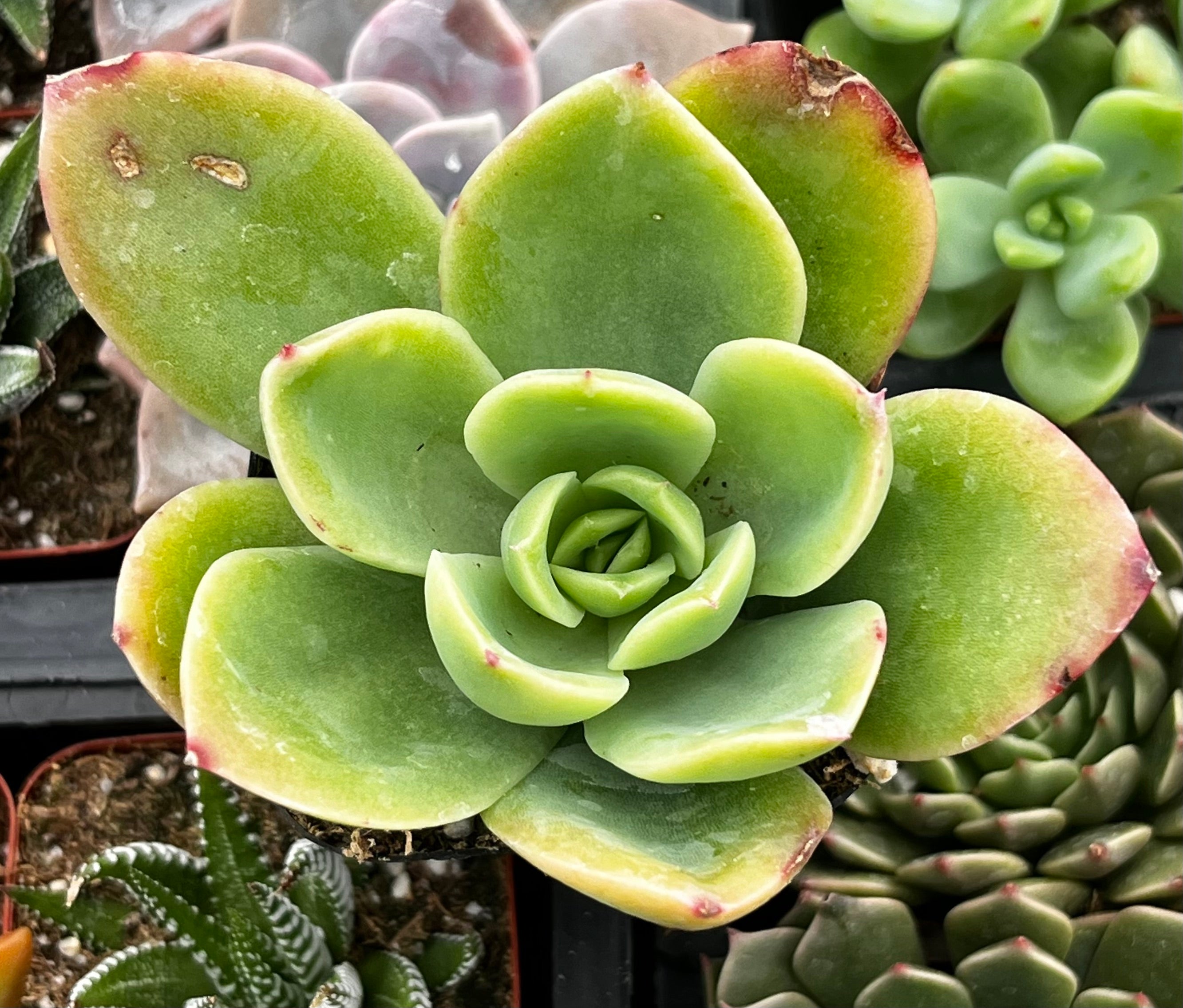 golden glow succulent care Echeveria Golden Glow