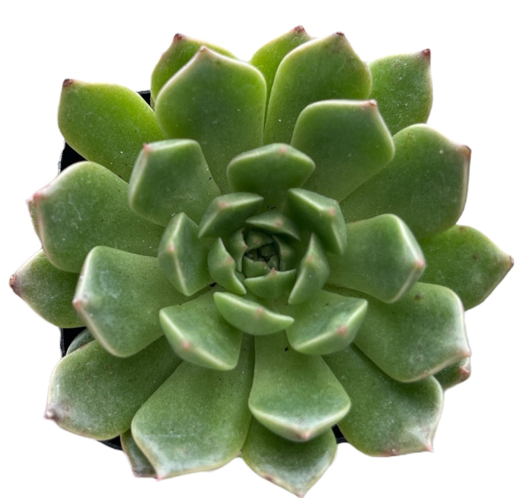 green echeveria succulent Echeveria Green Wheel
