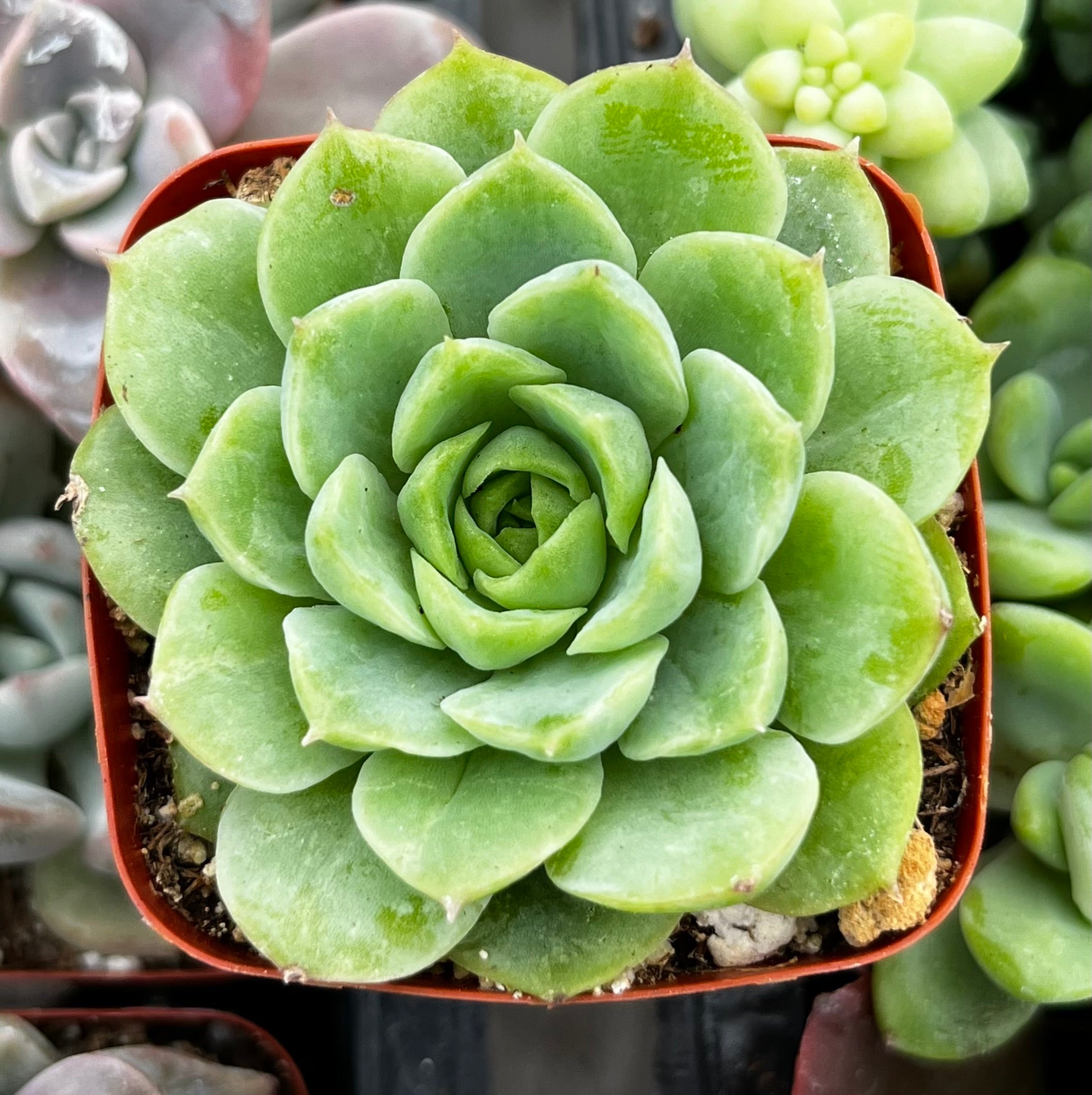 lime and chile succulent Echeveria Lime and Chile