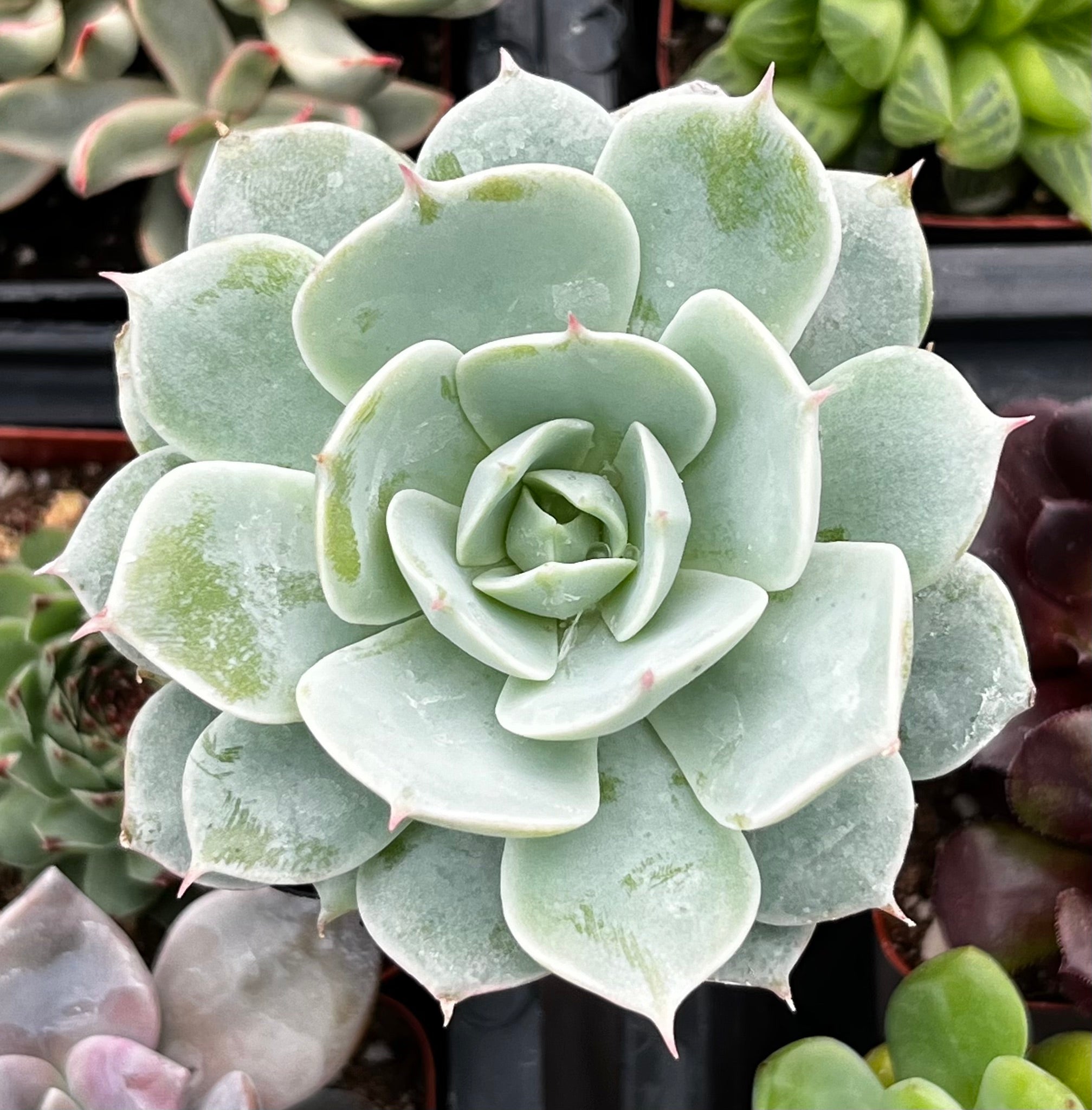 Buy Echeveria Derenbergii (Painted Lady) | Ramsey Succulents