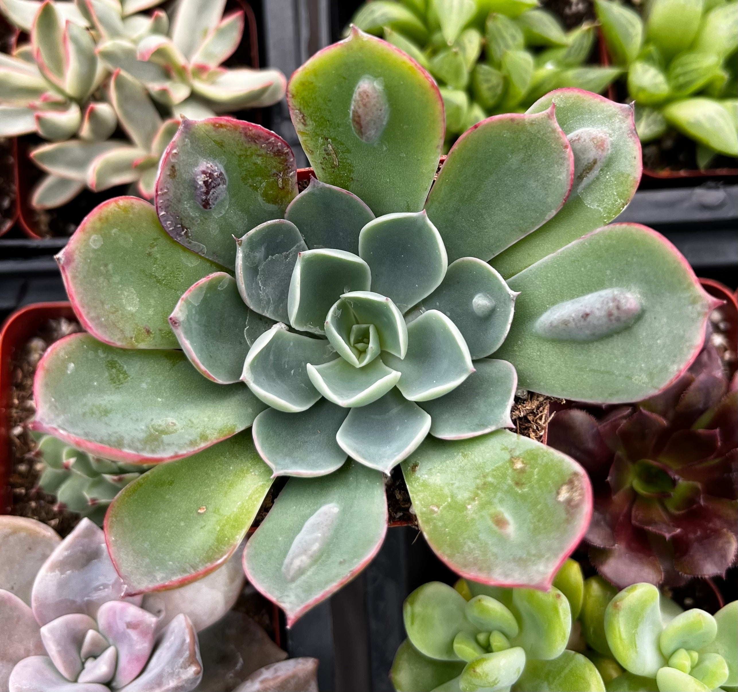succulent raindrops Echeveria Raindrops