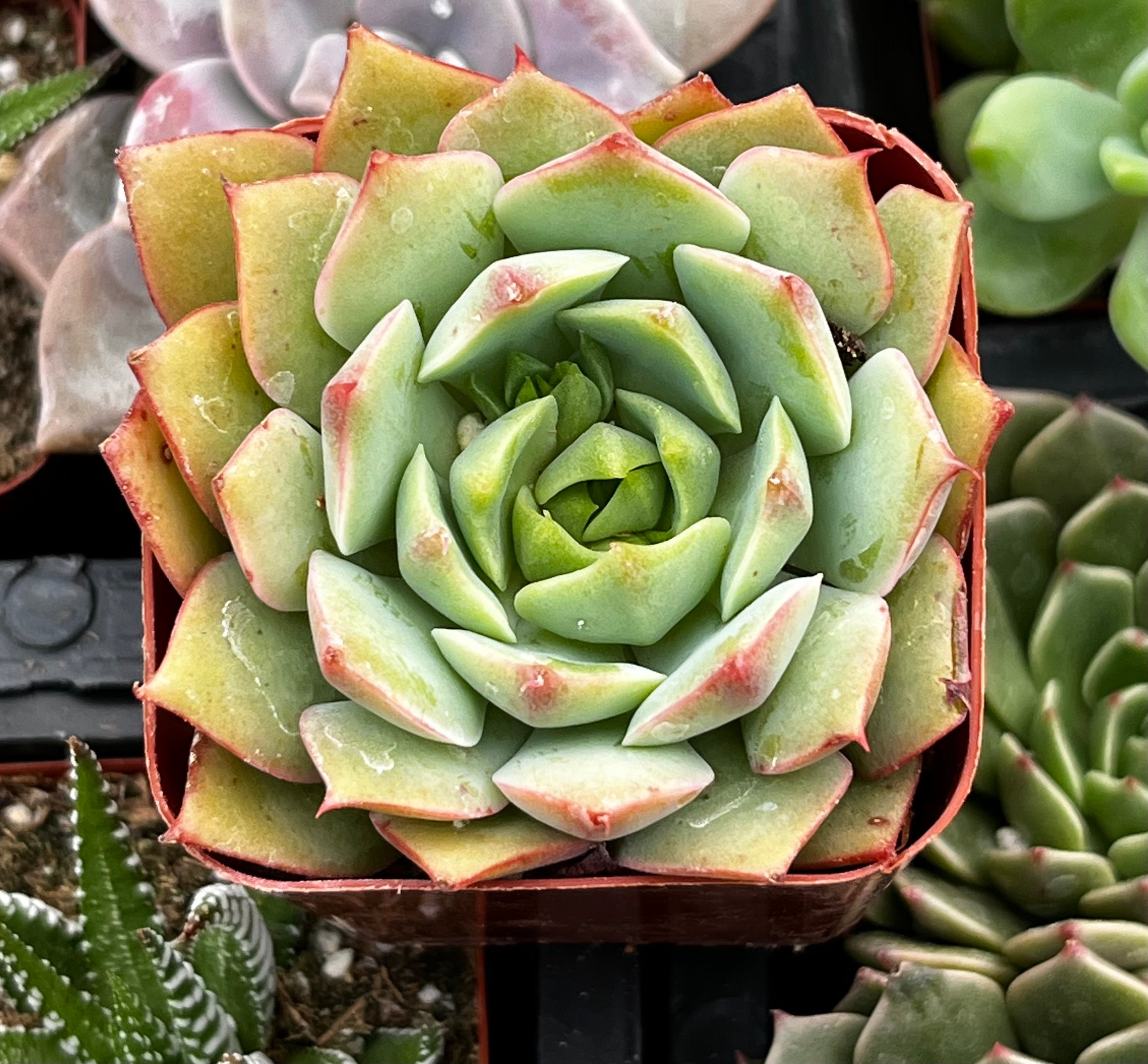 ramillette succulent Echeveria Ramillette
