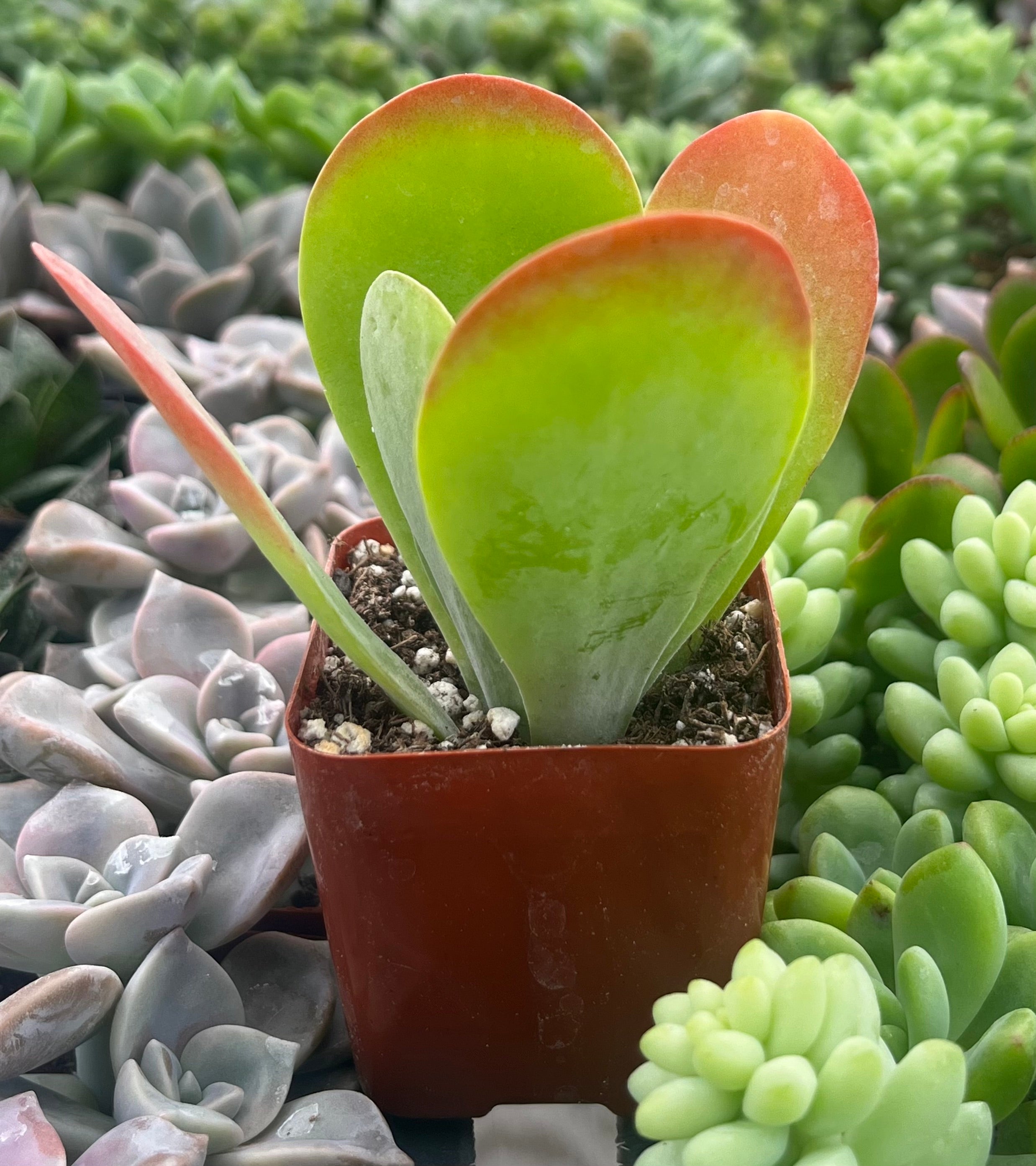 kalanchoe flapjacks succulent plant Flapjack Kalanchoe