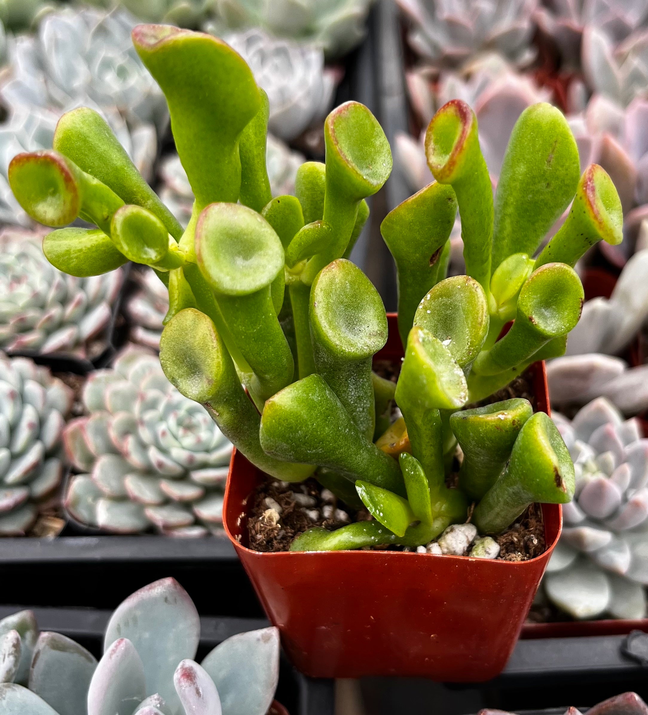 jade plant gollum Gollum Jade
