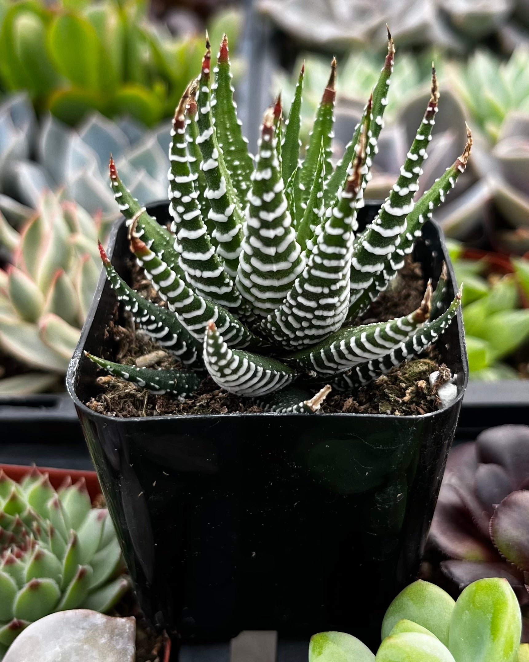 succulent buy near me Haworthia Zebra/ Best Beginner Succulent