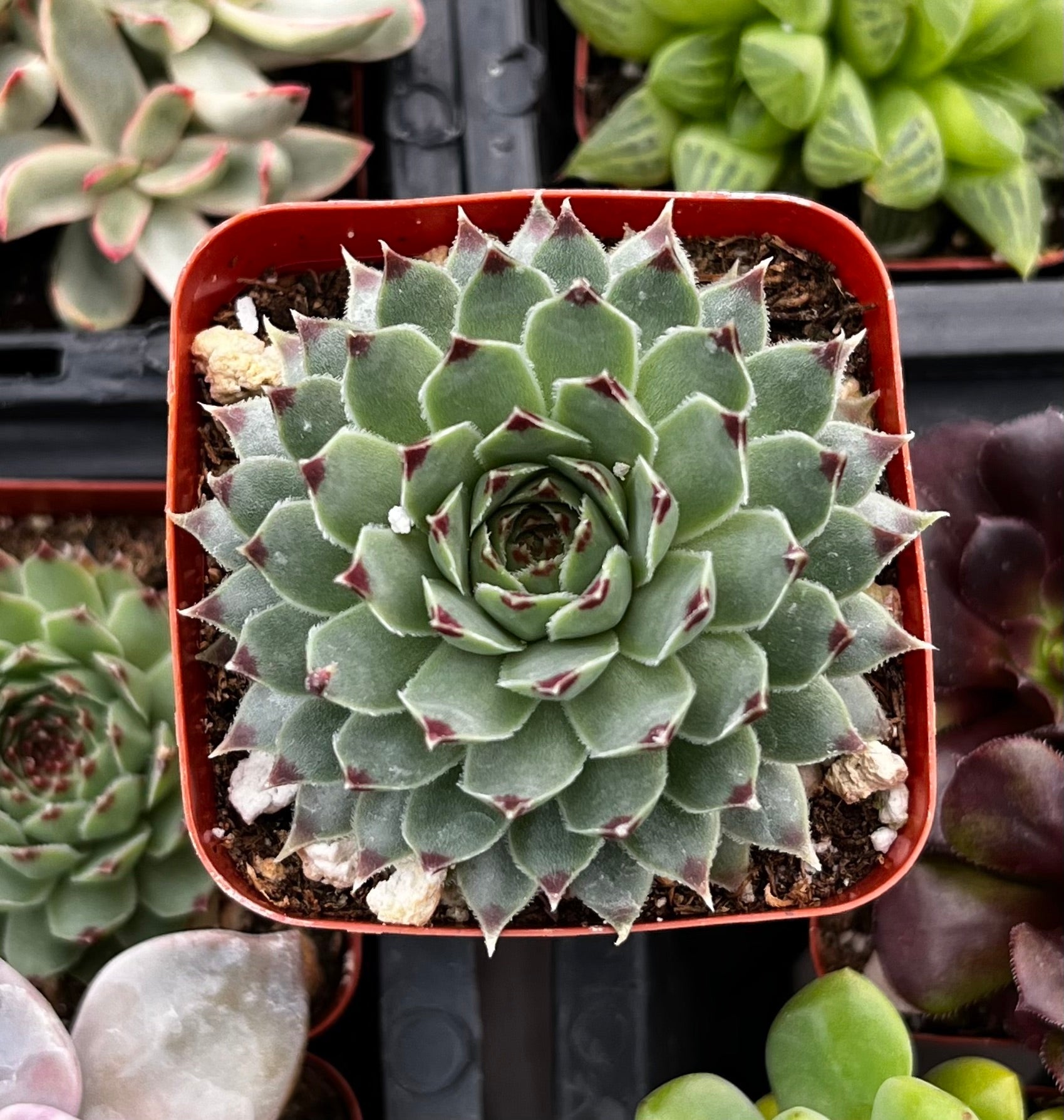 are hen and chick succulents edible Hens and Chicks