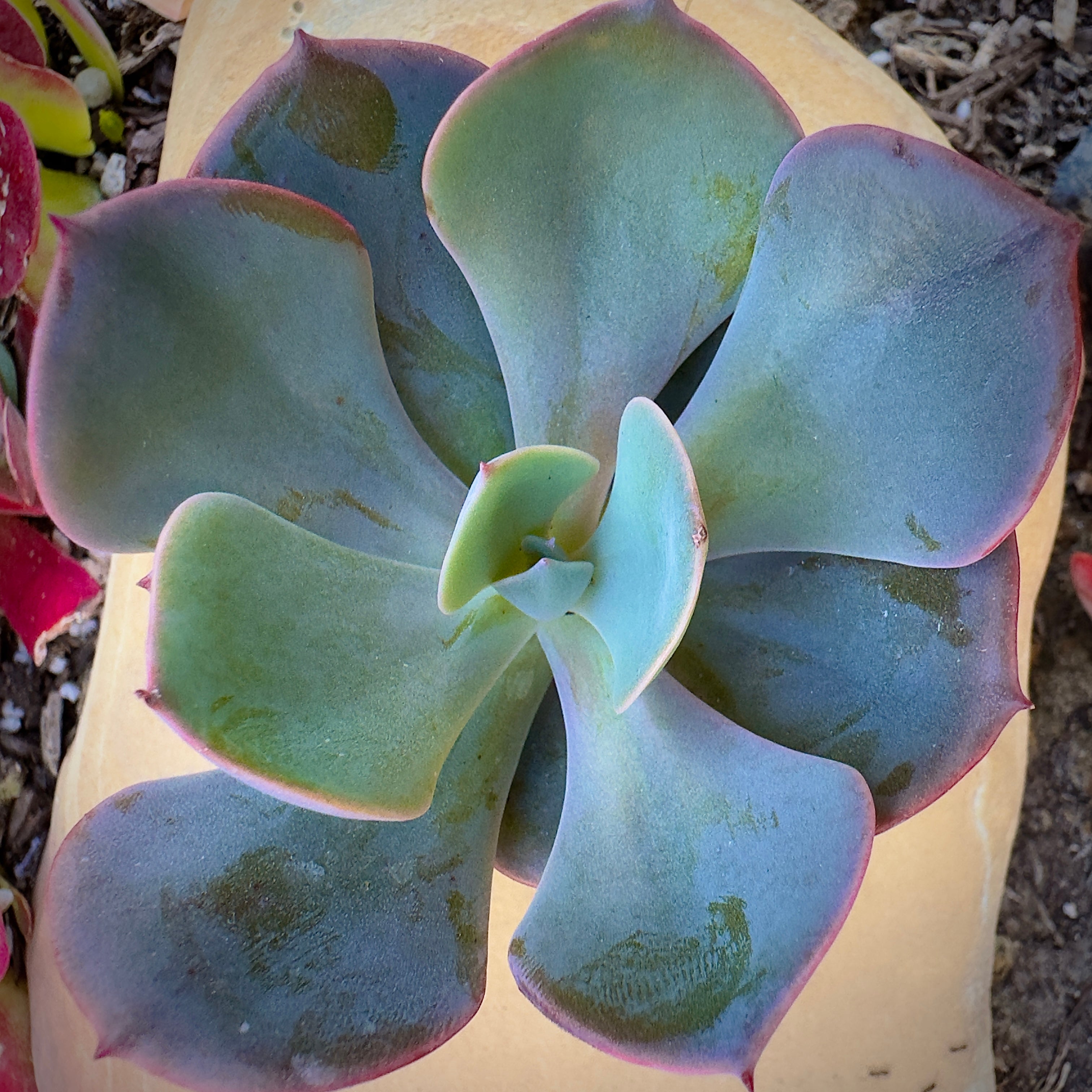 dusty blue succulents Echeveria Dusty Rose
