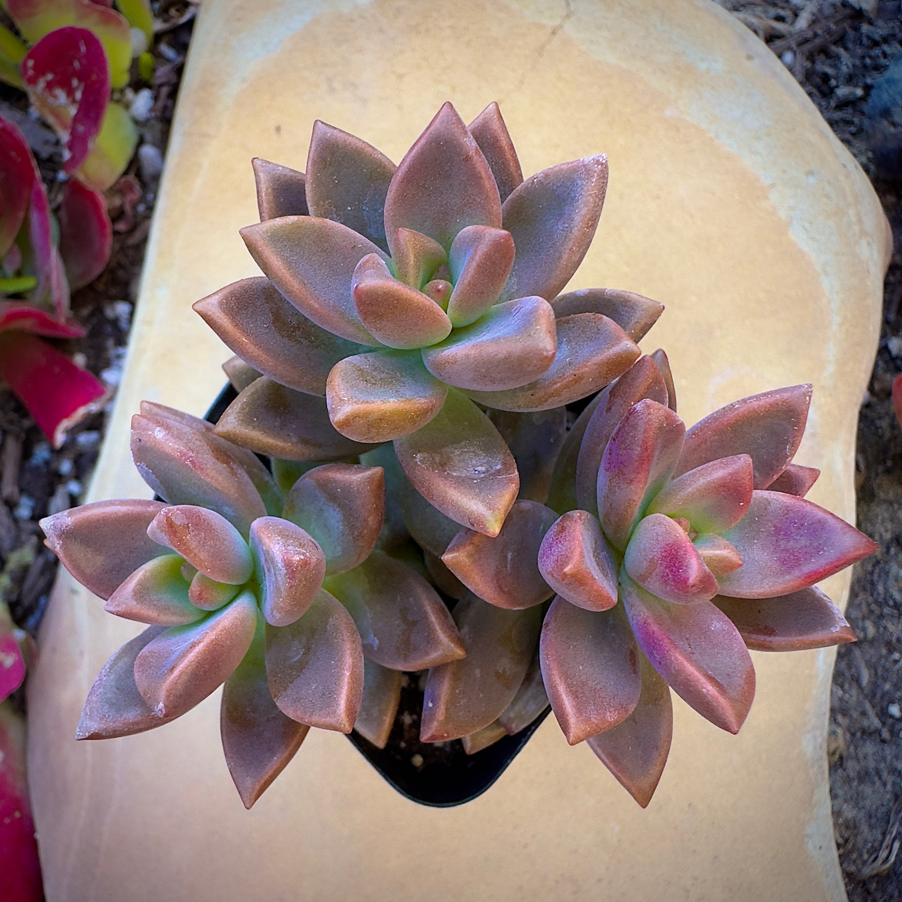 alpenglow succulent Graptosedum Alpenglow
