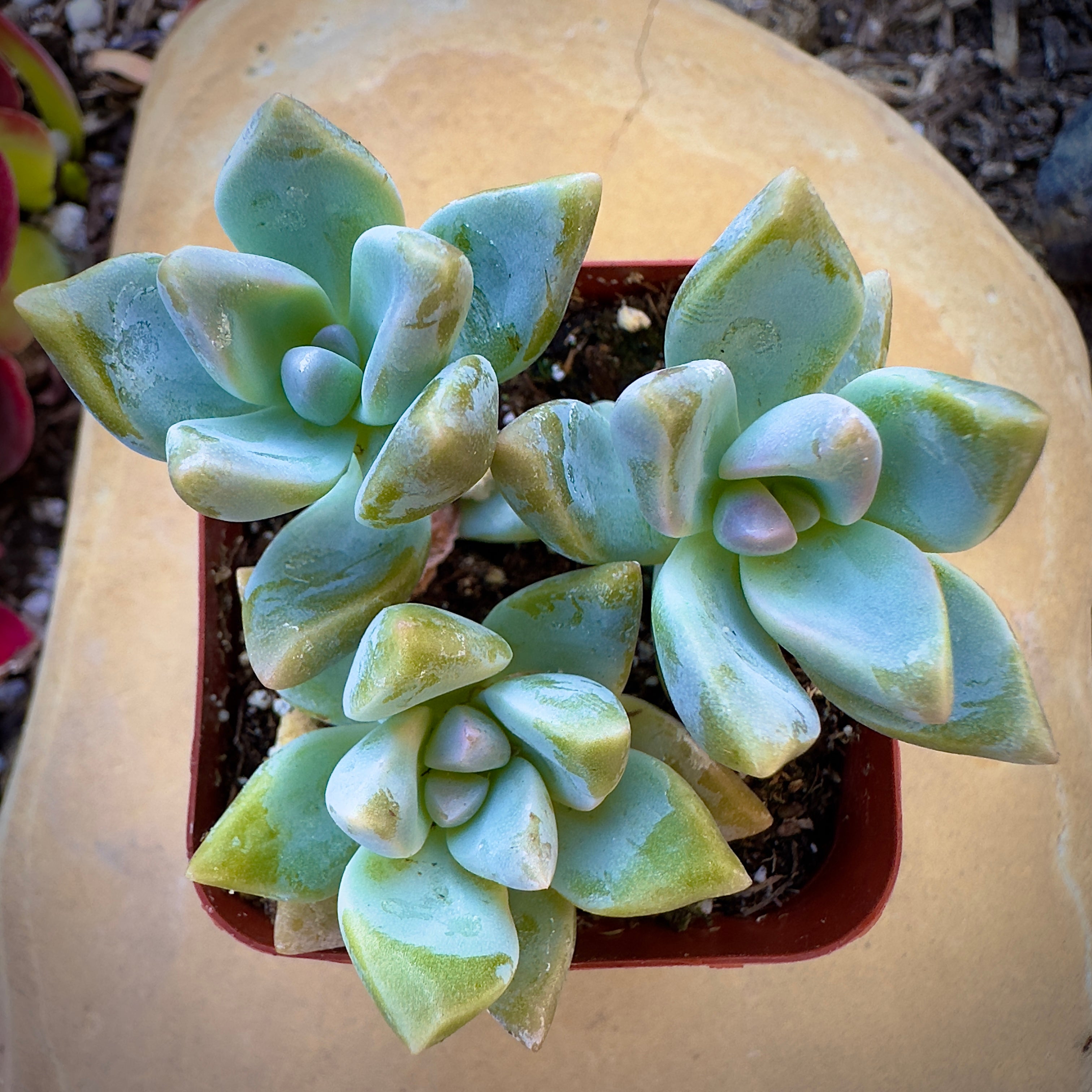 Buy Graptosedum Ghosty