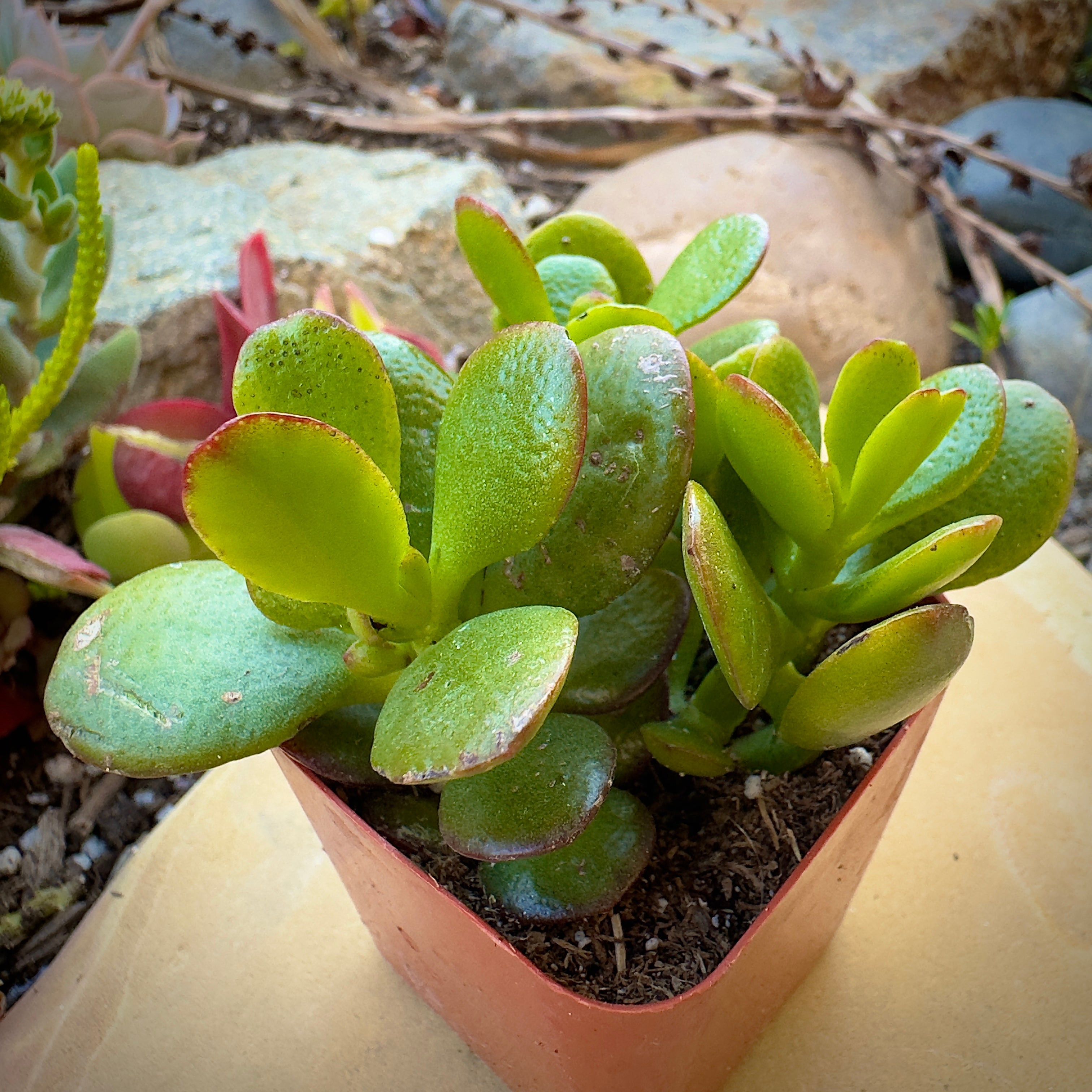 succulent plants jade Buy Crassula Hummel's Sunset