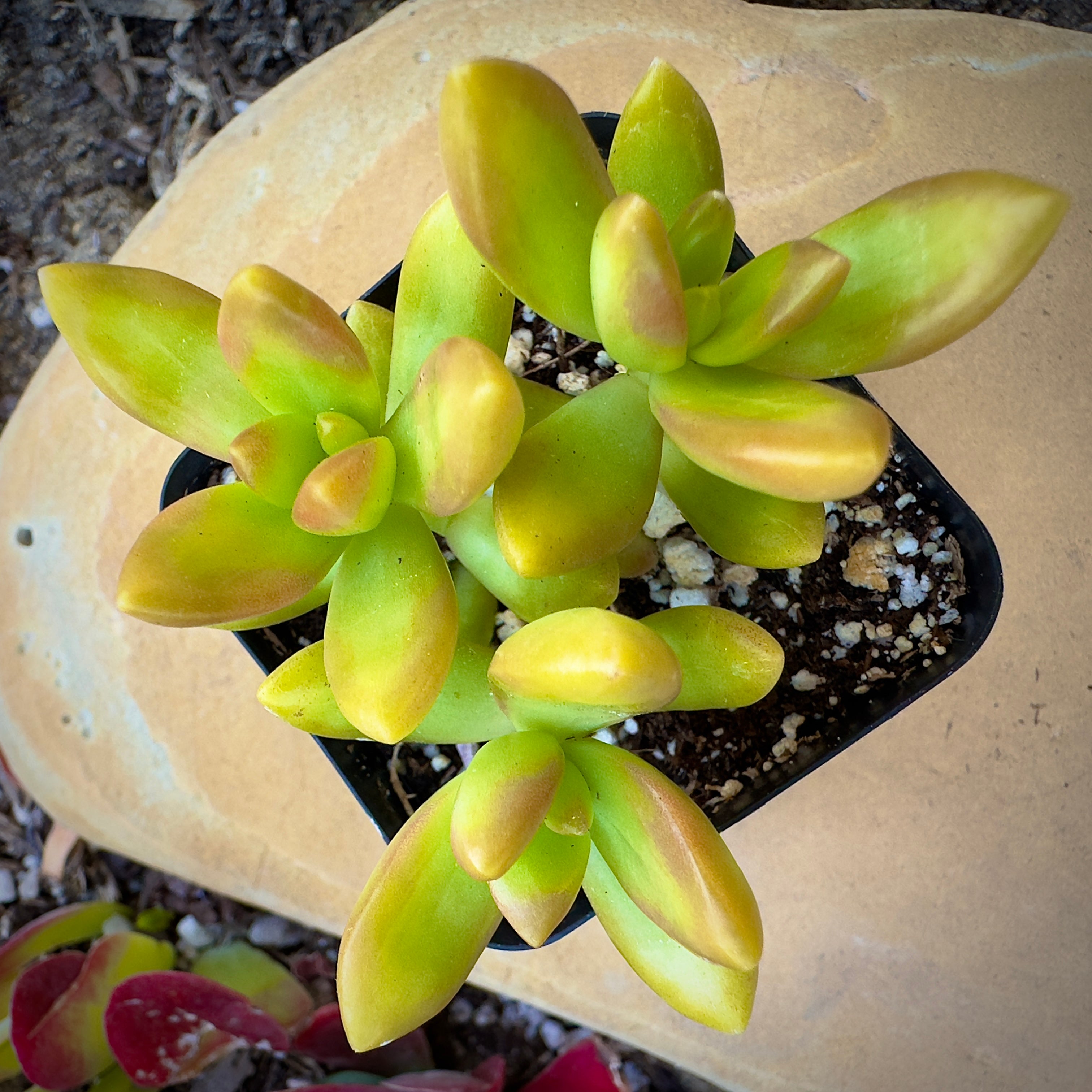sedum coppertone succulent Sedum Coppertone