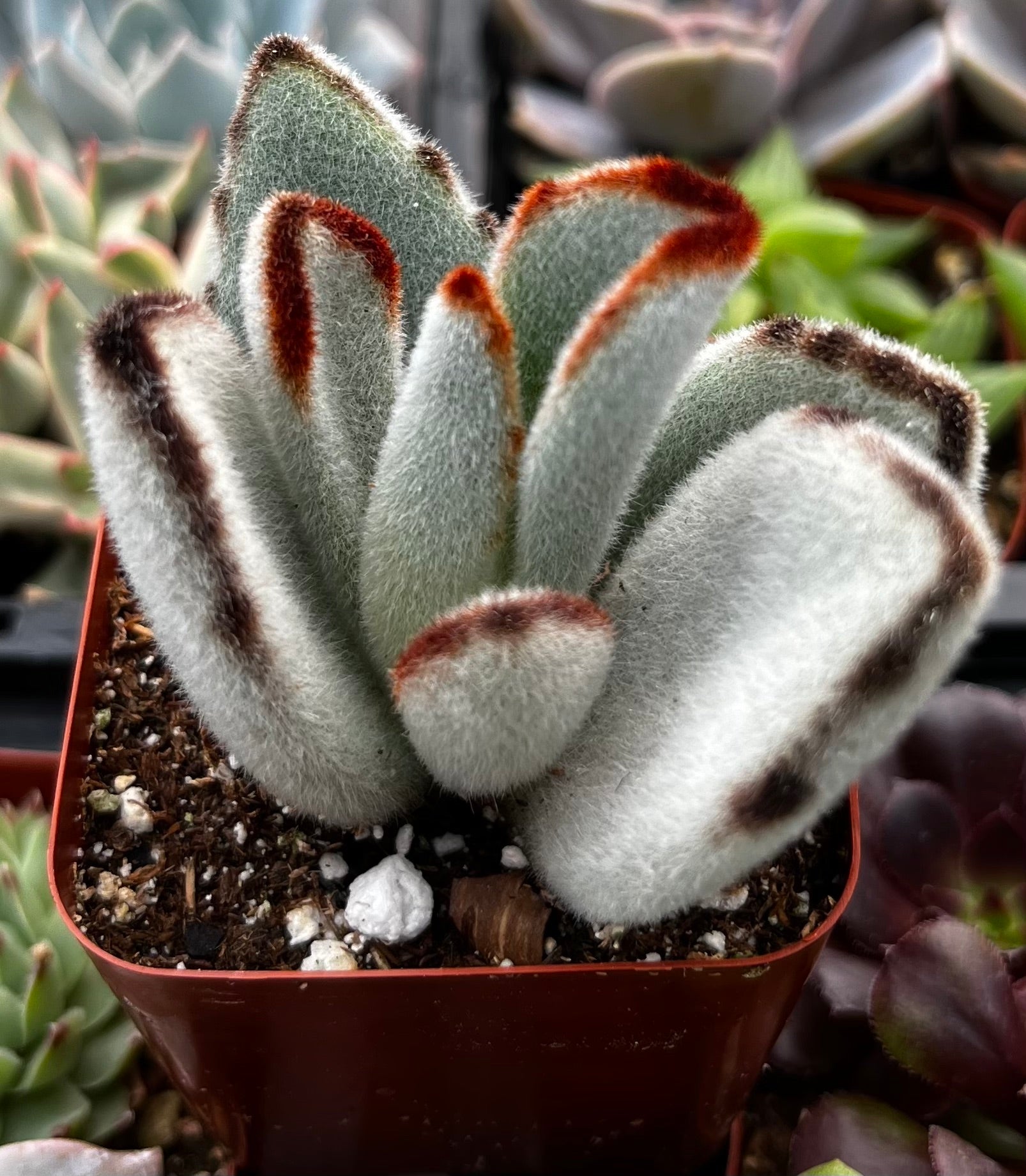 panda succulent Panda Plant Kalanchoe