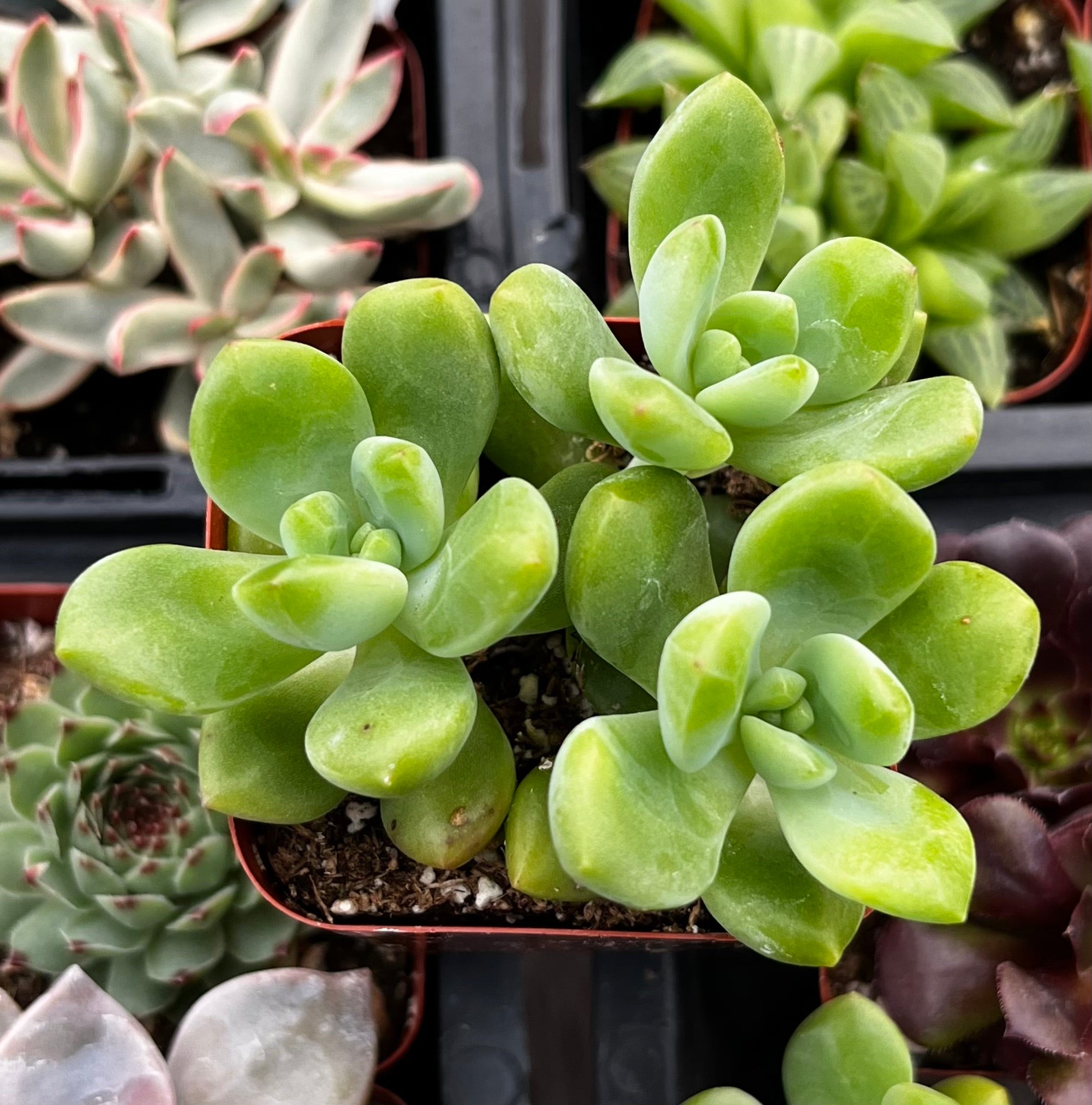 多肉植物 エケベリア Sedum Alice EvansXSedum clavatum春萌Xセダム