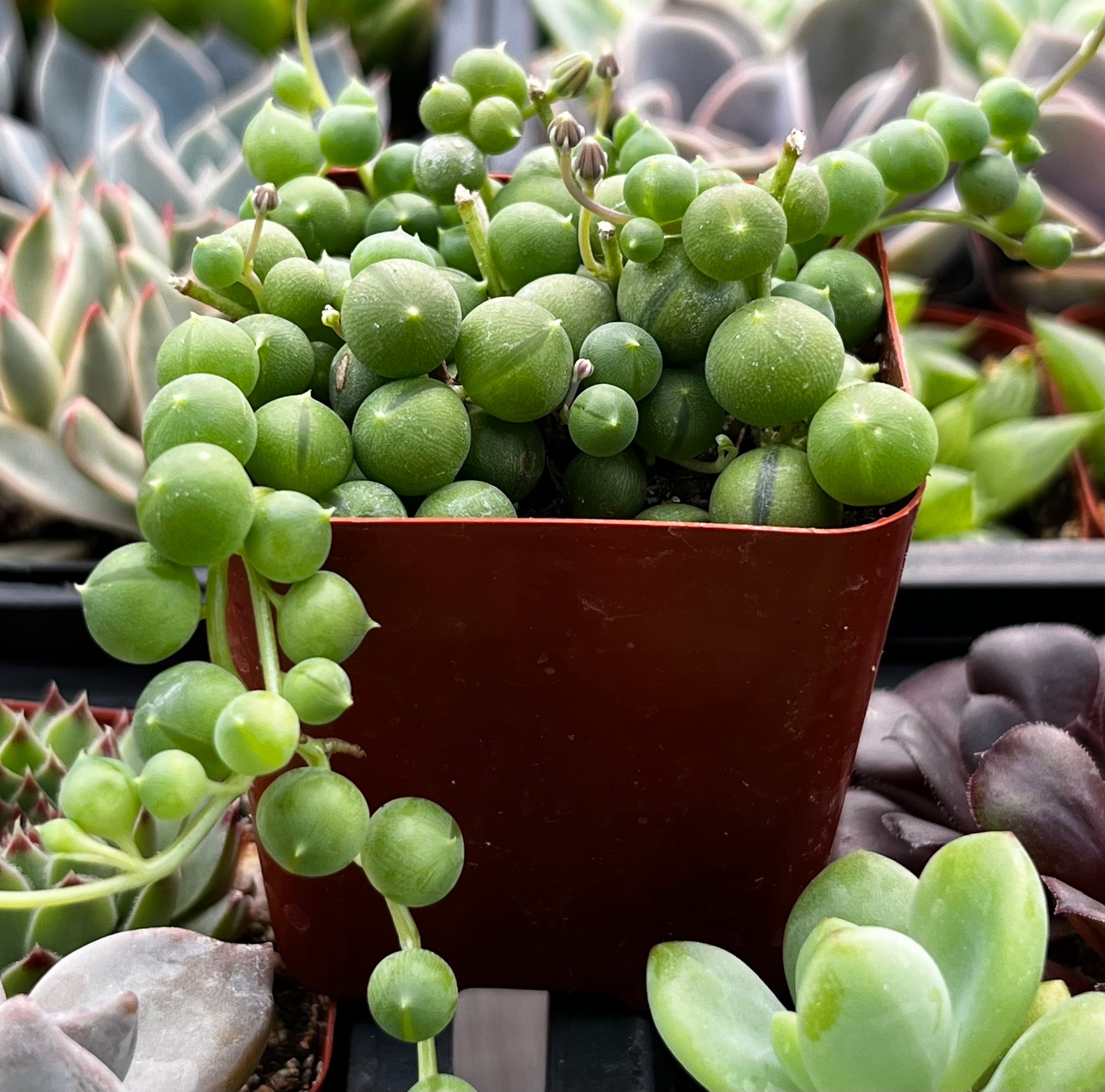string of pearls succulent buy String of Pearls 4 inch