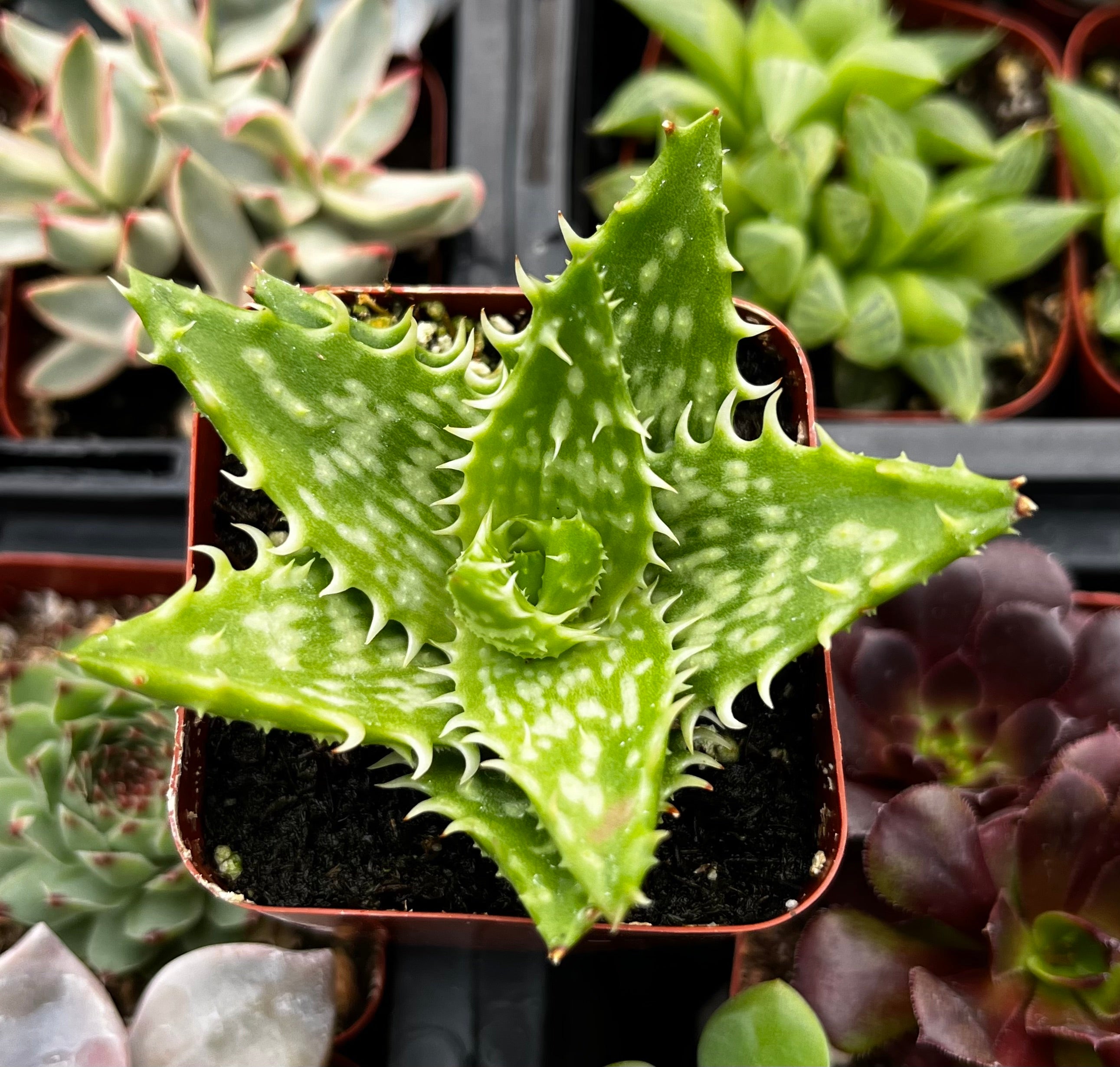 tiger aloe succulent Tiger Tooth Aloe