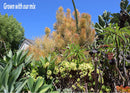 Succulent soil, Succulent soil for sale, Cactus and succulent soil for sale, Cactus and succulent soil, Well drained succulent soil, Well drained succulent soil for sale, Succulent potting succulent, succulent soil mix, Succulent potting mix for sale, Succulent potting mix, Succulent and cactus soil, Succulent soil mix