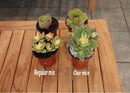 Succulent soil, Succulent soil for sale, Cactus and succulent soil for sale, Cactus and succulent soil, Well drained succulent soil, Well drained succulent soil for sale, Succulent potting succulent, succulent soil mix, Succulent potting mix for sale, Succulent potting mix, Succulent and cactus soil, Succulent soil mix