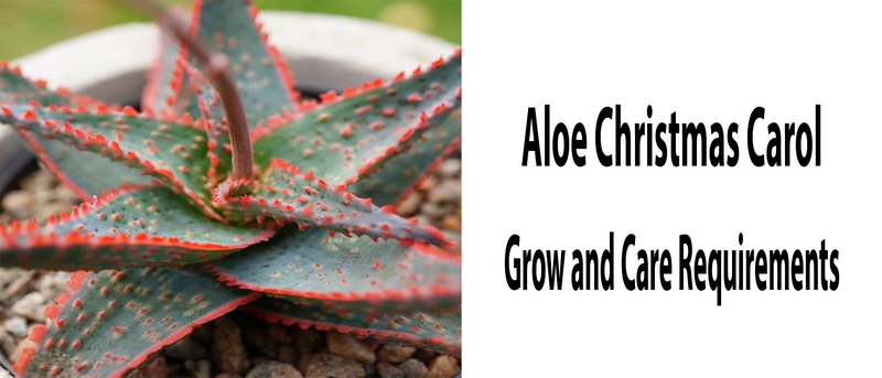 Aloe Christmas Carol | Grow and Care Guide