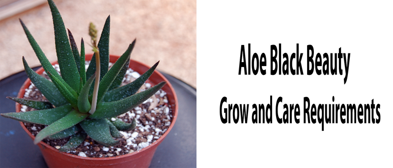 Aloe Black Beauty