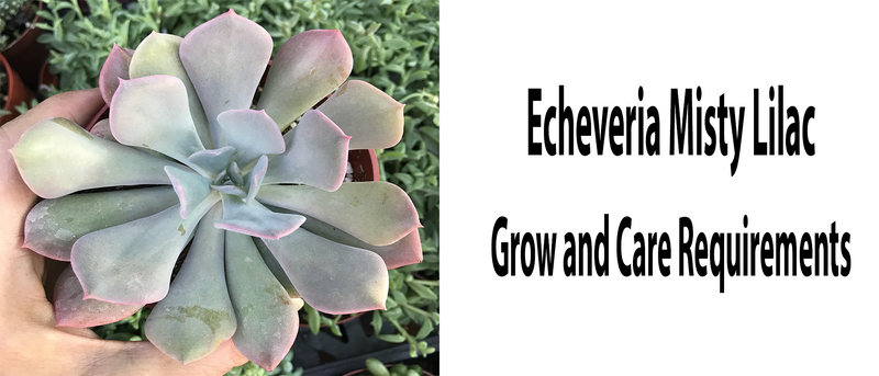 Echeveria Misty Lilac | Grow and Care Requirements