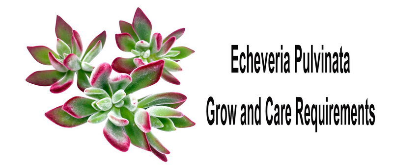 Echeveria Pulvinata