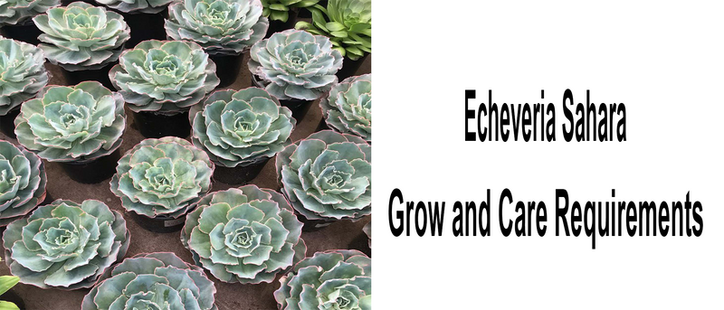 Echeveria sahara, Echeveria Sahara care, Echeveria Sahara propagation, How to care for Echeveria Sahara