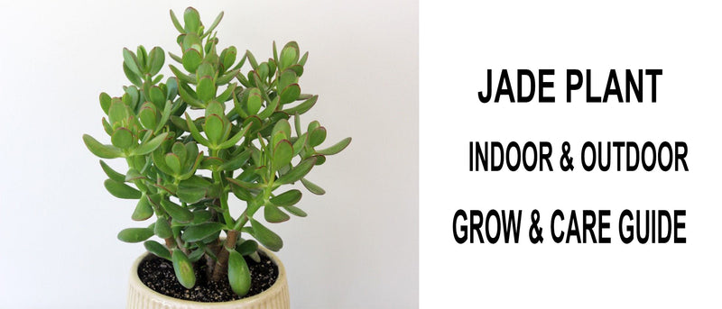Jade plant, Jade plant care, Jade plant succulent, Jade succulent, Jade plant succulent care, How to grow jade plants, Jade plants for sale, Jade plant propagation, How to care for jade plant, Jade plant care indoor, Jade plant outdoors