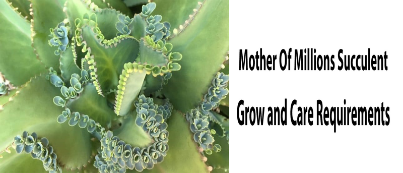 Mother Of Millions Succulent