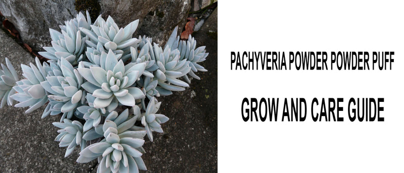 Pachyveria Powder Puff, Pachyveria Powder Puff care, How to care for Pachyveria Powder Puff, Pachyveria Powder Puff propagation