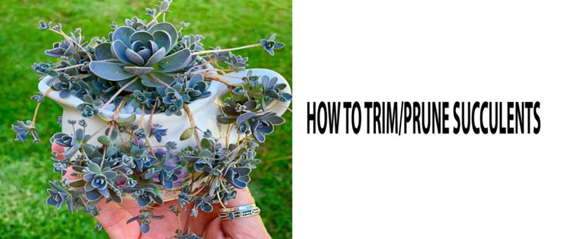trimming and pruning succulents