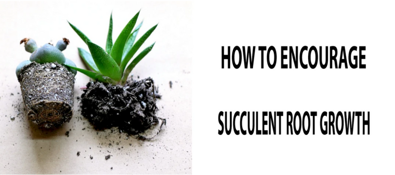 succulent root growth