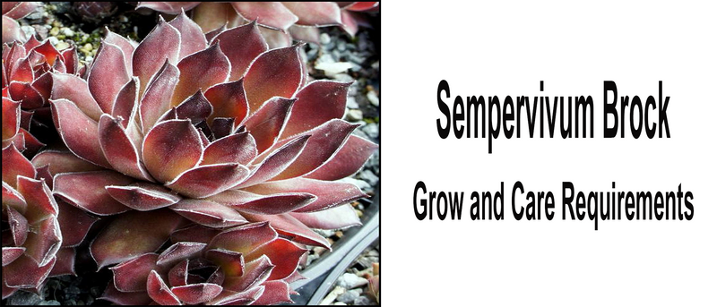 Sempervivum Brock
