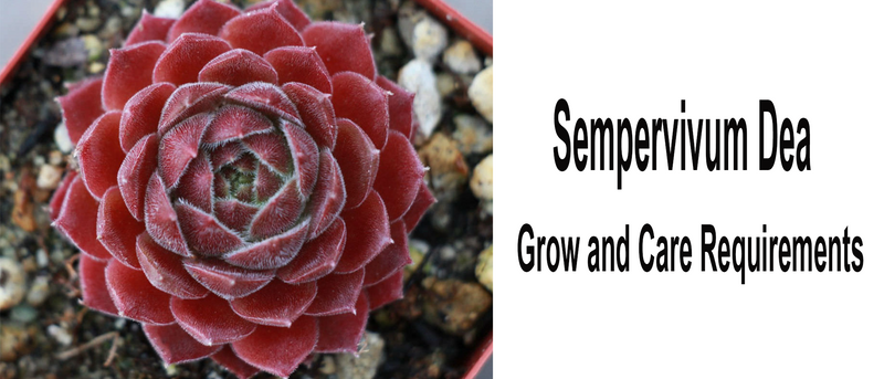 Sempervivum Dea | Grow and Care Requirements