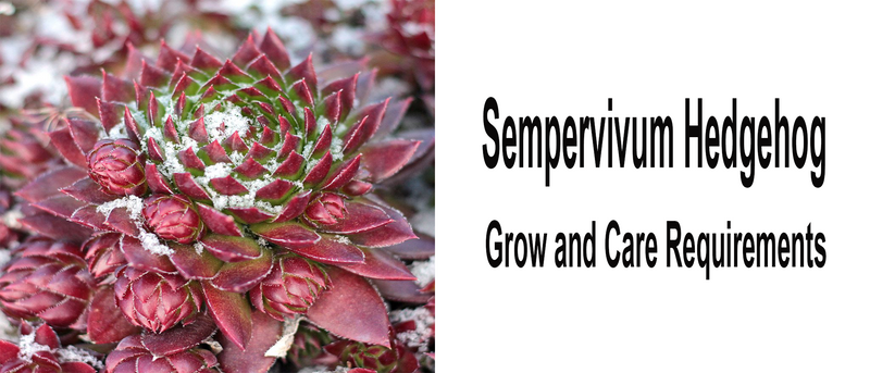Sempervivum Hedgehog