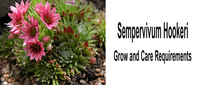 Sempervivum Hookeri