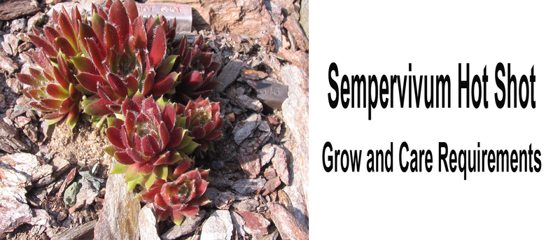 Sempervivum Hot Shot