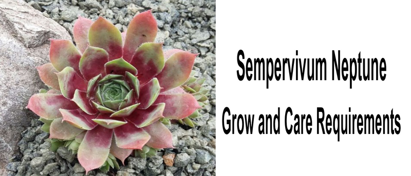 Sempervivum Neptune