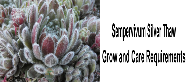 Sempervivum Silver Thaw | Grow and Care Requirements