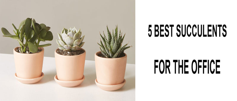 Succulents for the office, Best succulents for office desk with no windows, Office succulents, Best office succulents, Succulents for office desk, Office succulent, Office desk succulents, Office succulent plants