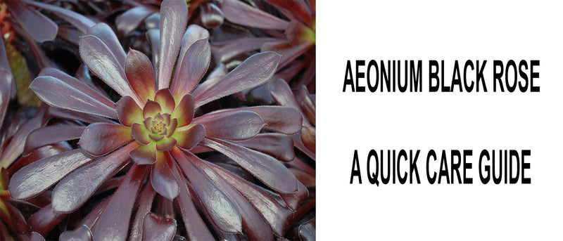 How to care for Aeonium Black Rose, How to care for Aeonium Arboreum Black Rose, Aeonium Black Rose indoors care guide, Black Rose succulent turning green, Aeonium black rose, Aeonium black rose care, Aeonium black rose zwartkop
