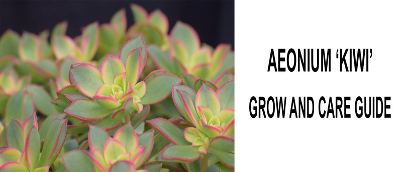 Aeonium kiwi, Aeonium kiwi care, Aeonium kiwi propagation, How to care for Aeonium kiwi, Aeonium kiwi succulent, Aeonium kiwi hardiness, Aeonium kiwi growing tips