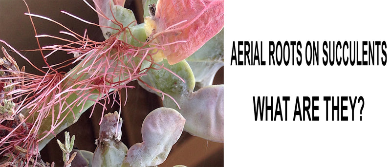 Aerial roots on succulents, Succulent aerial roots, Aerial roots succulent, Are aerial roots good succulent, Can I cut the aerial roots off my succulent, Succulent aerial roots propagation, What are aerial roots on succulents, Pink roots on succulent