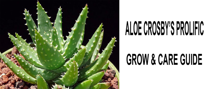 Aloe crosby’s prolific, Aloe crosby’s prolific care, Aloe crosby’s prolific propagation, How to care for Aloe crosby’s prolific