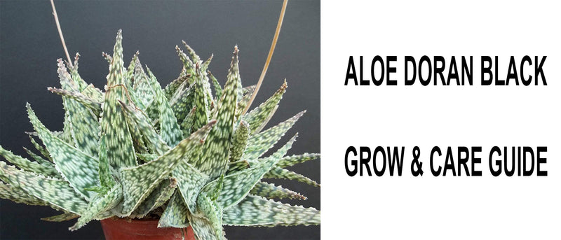 Aloe doran black, Aloe doran black care, Aloe doran black propagation, How to care for Aloe doran black