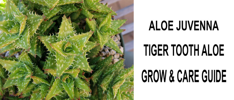 Aloe juvenna tiger tooth aloe, Aloe juvenna tiger tooth aloe care, Aloe juvenna tiger tooth aloe propagation, How to care for Aloe juvenna tiger tooth aloe