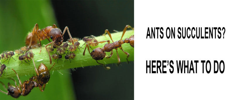 Ants on succulents, Do ants eat succulents, How do I get rid of ants on my succulents, Why are ants attracted to my succulents, Ants attacking succulent, Are ants harmful to succulents, Do succulents attract ants, Get rid of ants on succulents
