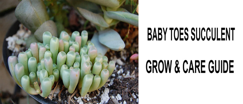 Baby toes succulent, Baby toes succulent care, How to care for Baby toes succulent, Baby toes succulent propagation, Baby toes succulent watering, Baby toes plant care