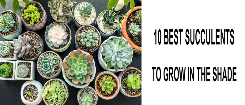 shade succulents, best succulents for shade, outdoor succulents for shade, best shade succulents, outdoor shade-loving succulents, shade succulents zone 9, hardy succulents for shade, which succulent are shade tolerant, will succulents grow in full shade