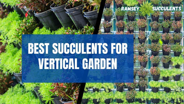 Succulents For Vertical Garden